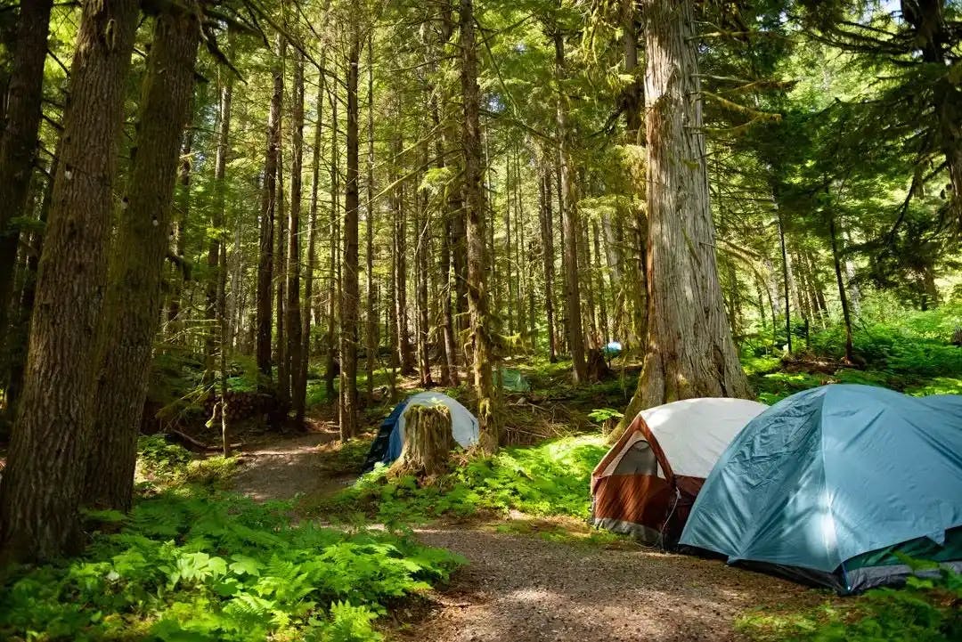 Camping area nestled among tall, lush trees in a forest setting.