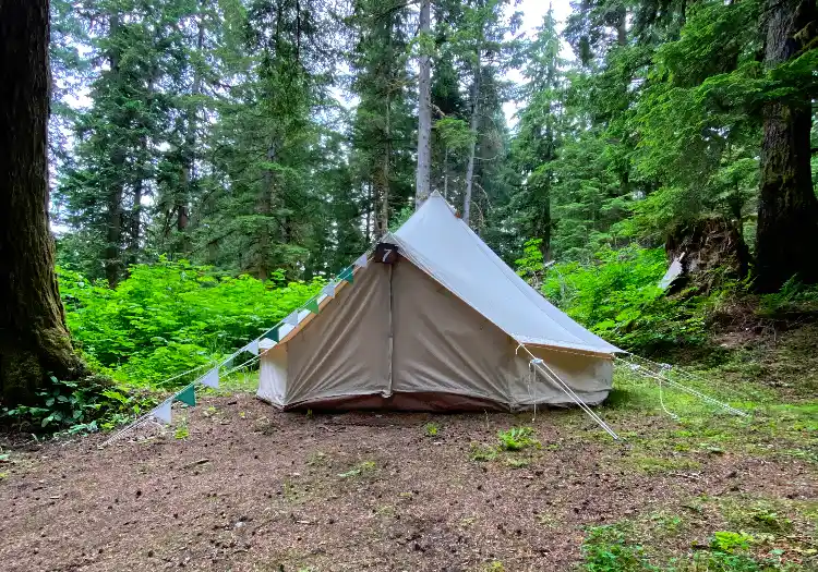 White canvas bell tents pitched in a lush forest.