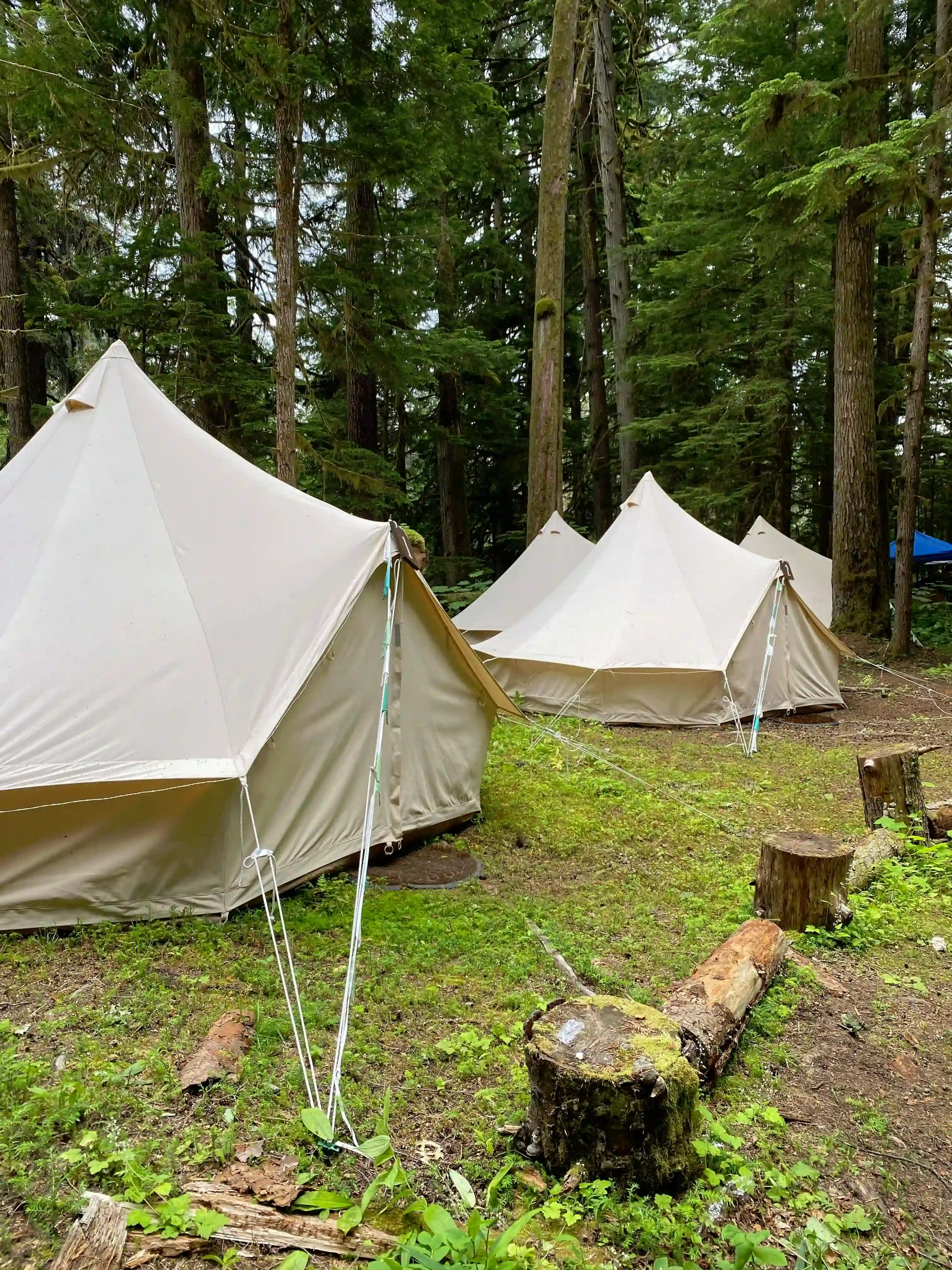 White canvas bell tents pitched in a lush forest.