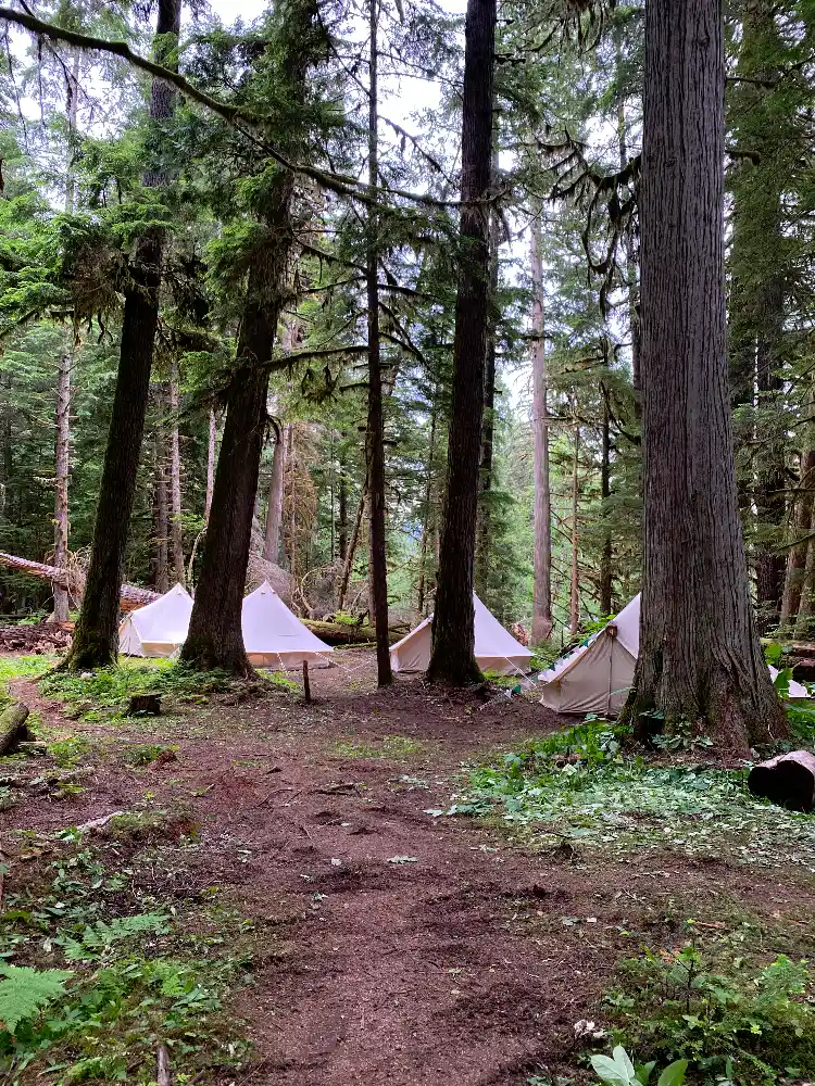 White canvas bell tents pitched in a lush forest.